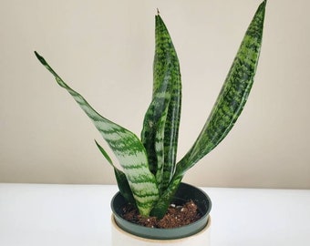 Black Coral Bird's Nest Snake Plant, Sansevieria superba 'Black Coral', Mother-In-Law's Tongue, Live Houseplant, Ships in 4" Pot