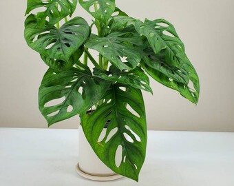 Monstera adansonii, Swiss Cheese Vine, Wide Leaf Monstera adansonii, Rare Live House Plant, Ships in 2", 4" or 6" Nursery Pot or as Cutting