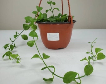 Dischidia Oiantha, Green Oiantha, Succulent Plant, Rare Plant, Live House Plant, Ships in 5" Hanging Basket
