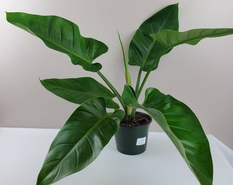Green Philodendron Etsy