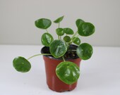 Pilea peperomioides, Chinese Money Plant, UFO Plant, Pancake Plant, Friendship Plant, Live House Plant, Ships in 4 or 6 quot pot