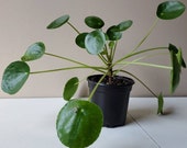 Pilea peperomioides, Chinese Money Plant, UFO Plant, Pancake Plant, Friendship Plant, Live House Plant, Ships in 4 pot