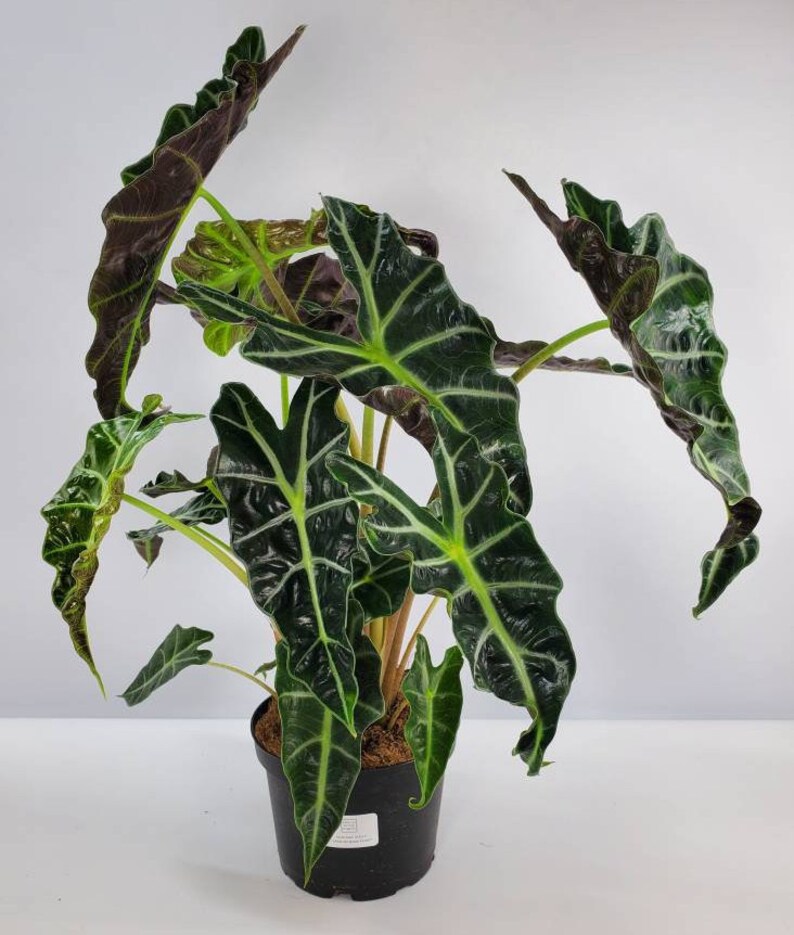 Alocasia Polly African Plant African Mask Plant Poly Etsy