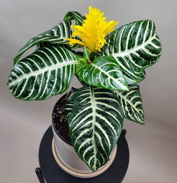 Zebra Plant Aphelandra Squarrosa Live House Plant Plant Etsy