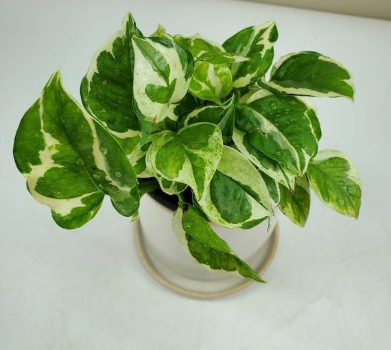 Epipremnum Aureum Variegated Pothos 'Pearls & Jade' Trailing Plant Home