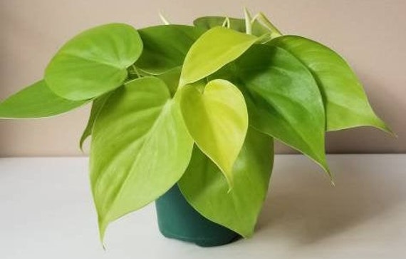 Philodendron Hederaceum Lemon Lemon Lime Philodendron Etsy