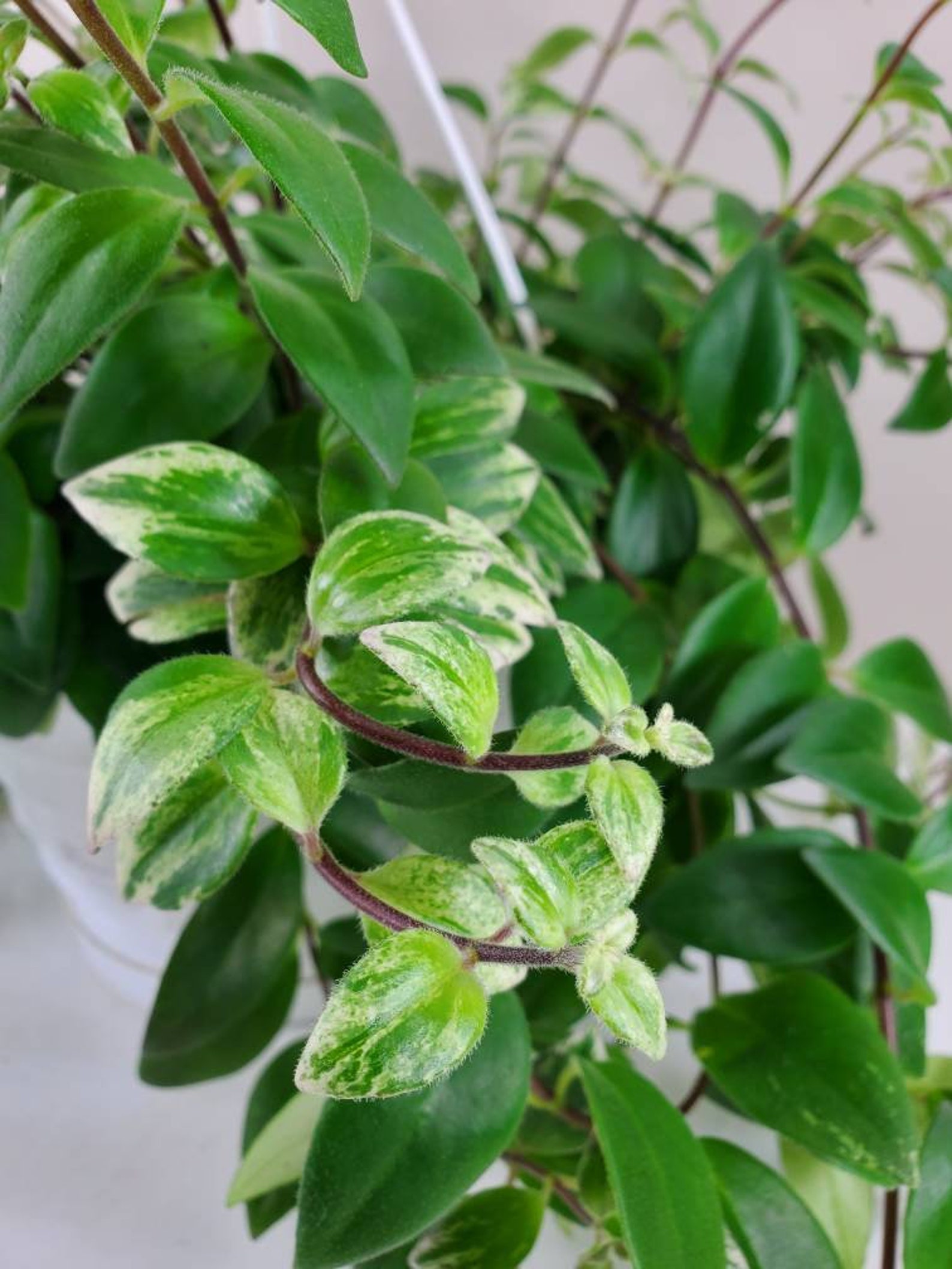 Variegated Lipstick Plant Aeschynanthus radicans Etsy