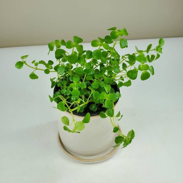 Pilea depressa, Pilea 'Baby Tears', Live House Plant, Ships in 3" or 4” Nursery Pot or 6" Hanging Basket