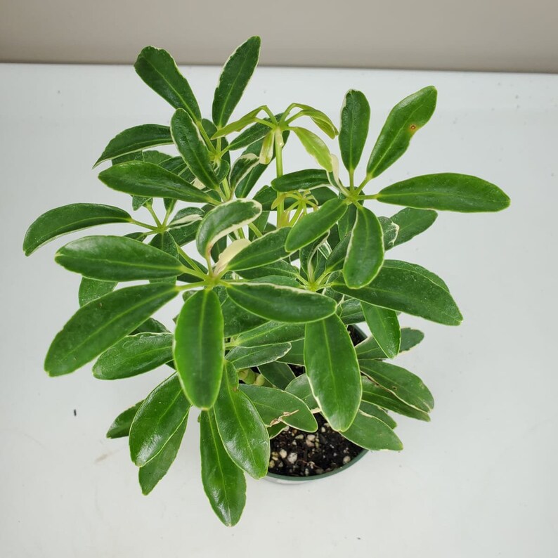 Moondrop Schefflera arboricola variegata Variegated