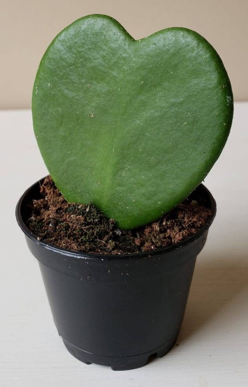 Hoya Kerrii Sweetheart Hoya Heart Plant Live House Plant Etsy