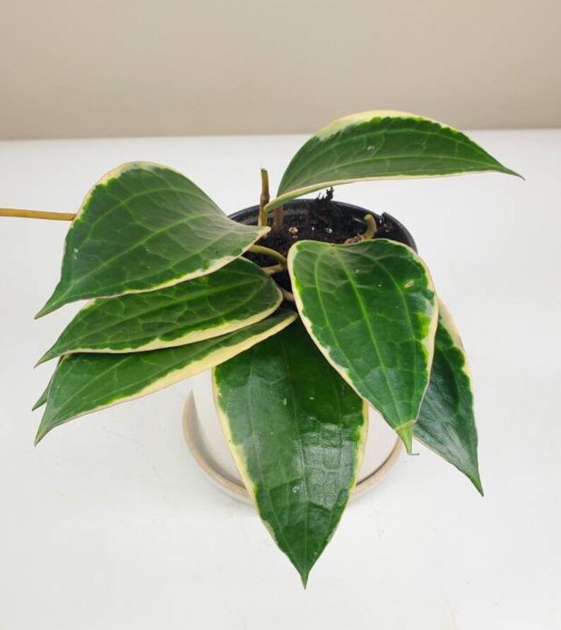 Hoya macrophylla albomarginata 'variegata', Rare Hoya Plant, Live Houseplant, Ships in 4 Pot or 6 Pot 4" Nursery Pot