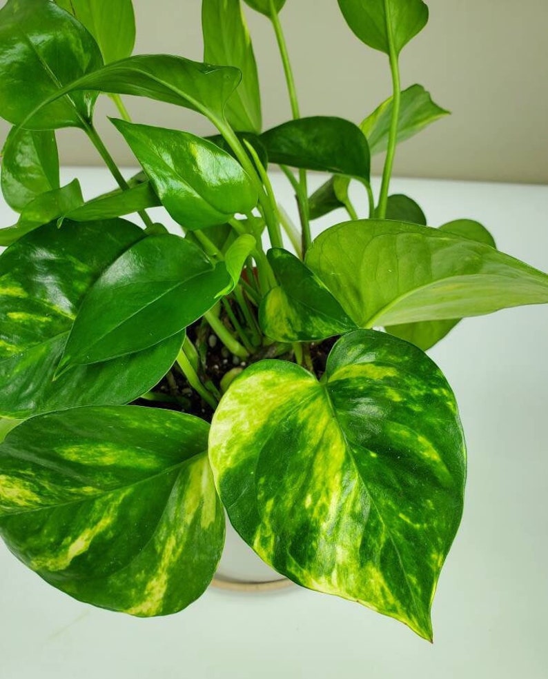 Golden Pothos Variegated Pothos Epipremnum Aureum Etsy