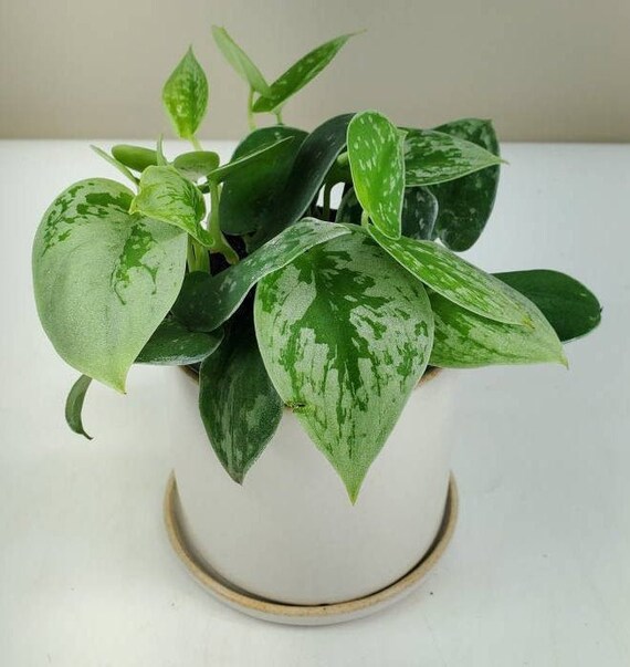Silvery Anne Silver Ann Scindapsus Pictus Satin Pothos Etsy