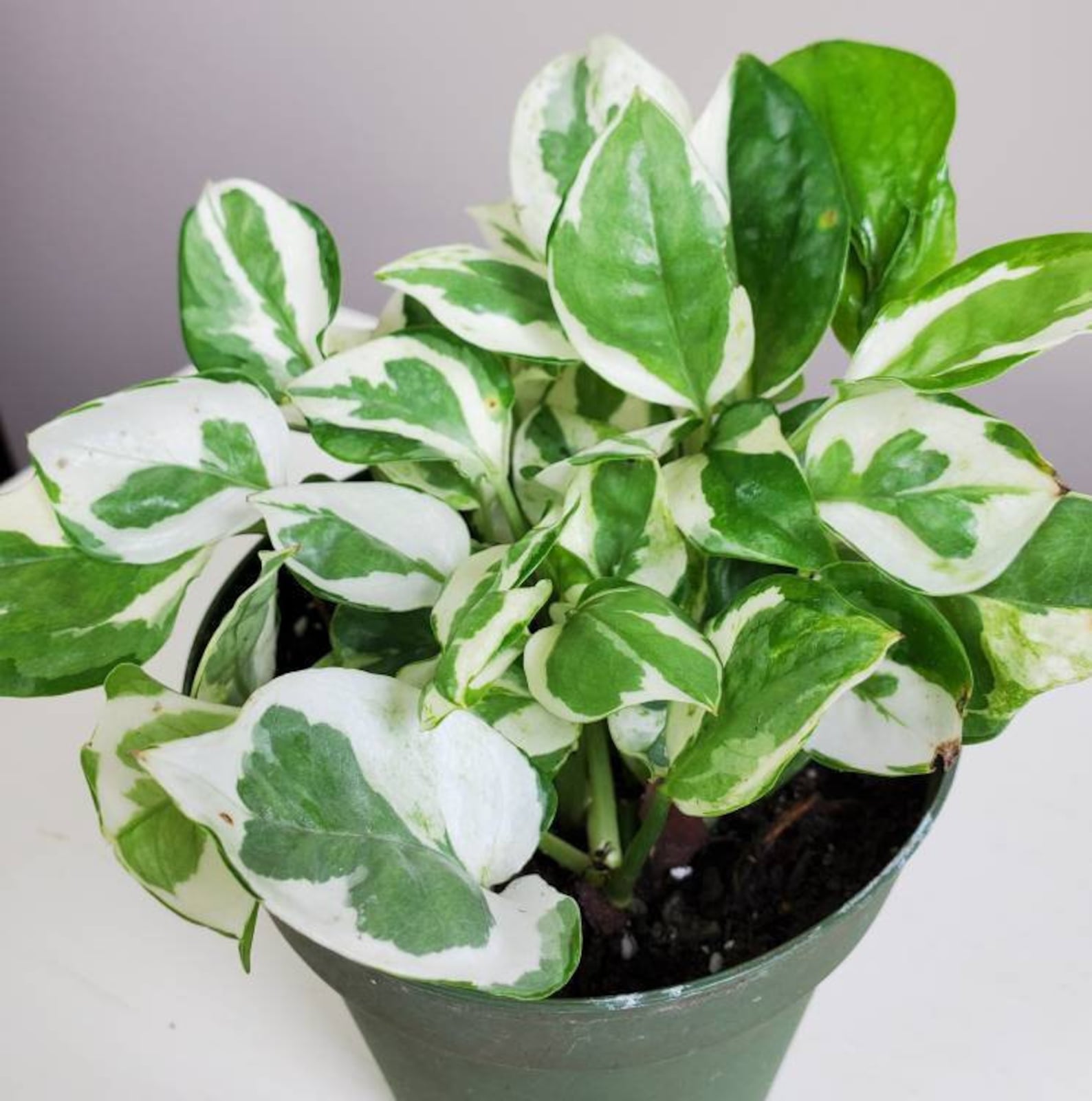 Pearls & Jade Variegated Pothos Epipremnum aureum Pearls and Etsy