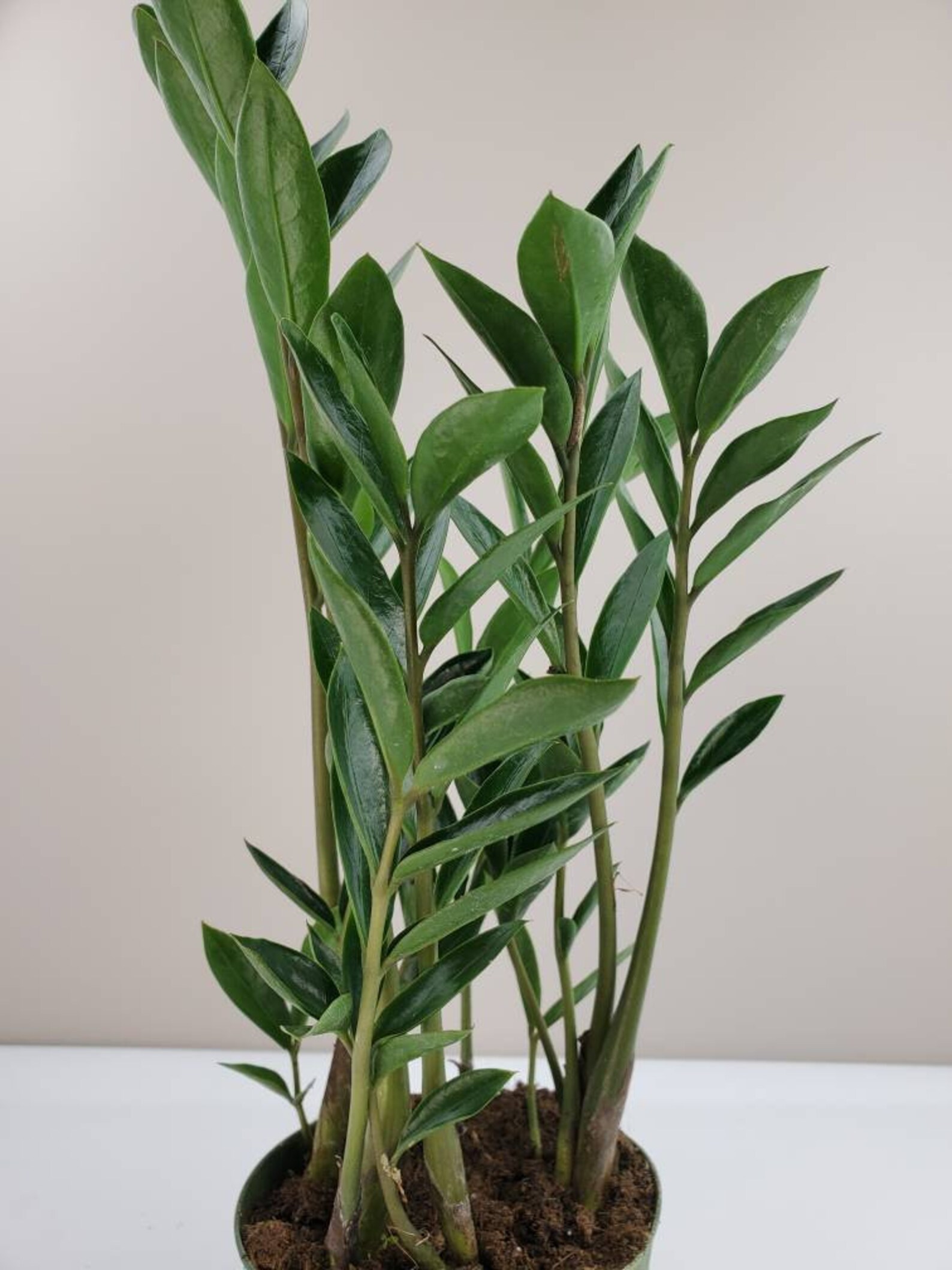 Dwarf ZZ Plant Zamioculcas zamiifolia �Dwarf� Zee Etsy