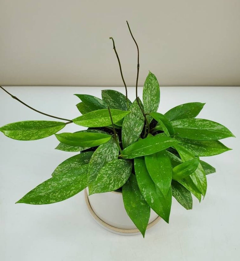 Hoya pubicalyx, Hoya Splash, Variegated Wax Plant, Variegated Hoya, Live House Plant, Ships in 2, 4, or 6 Pot image 1