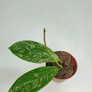 Hoya pubicalyx, Hoya Splash, Variegated Wax Plant, Variegated Hoya, Live House Plant, Ships in 2, 4, or 6 Pot image 8