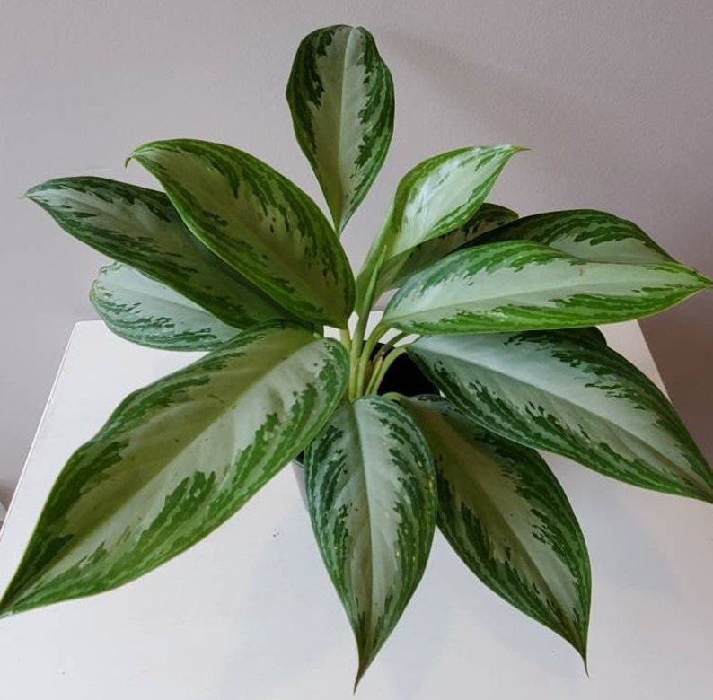 Aglaonema Silver Bay Silver Aglaonema Chinese Evergreen | Etsy