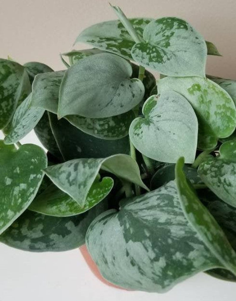 Silvery Anne Silver Ann Scindapsus Pictus Satin Pothos | Etsy