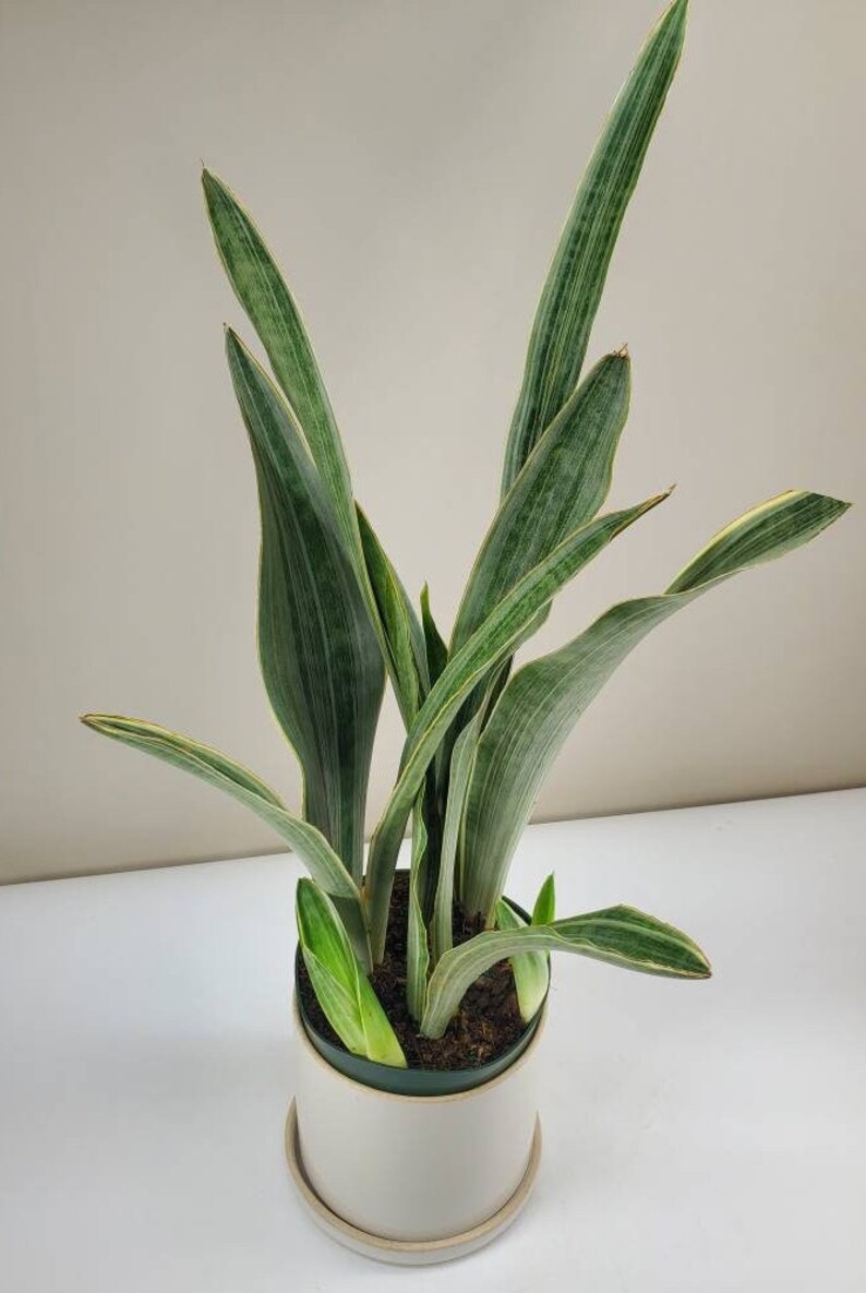 Sayuri Snake Plant Sansevieria 'sayuri' - Etsy