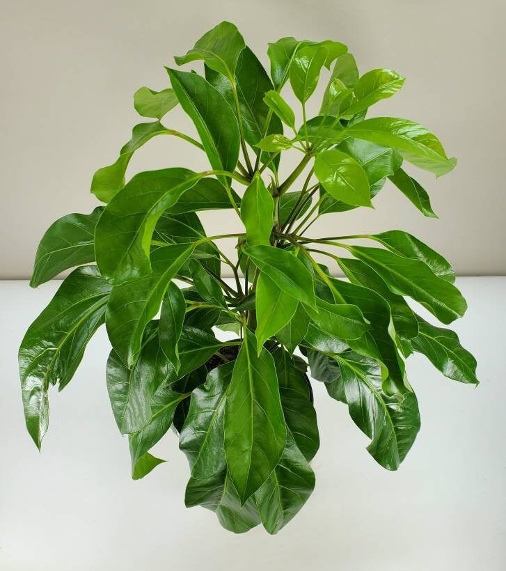 Schefflera Alpine Junior Umbrella Tree Ships in 6 Pot Etsy