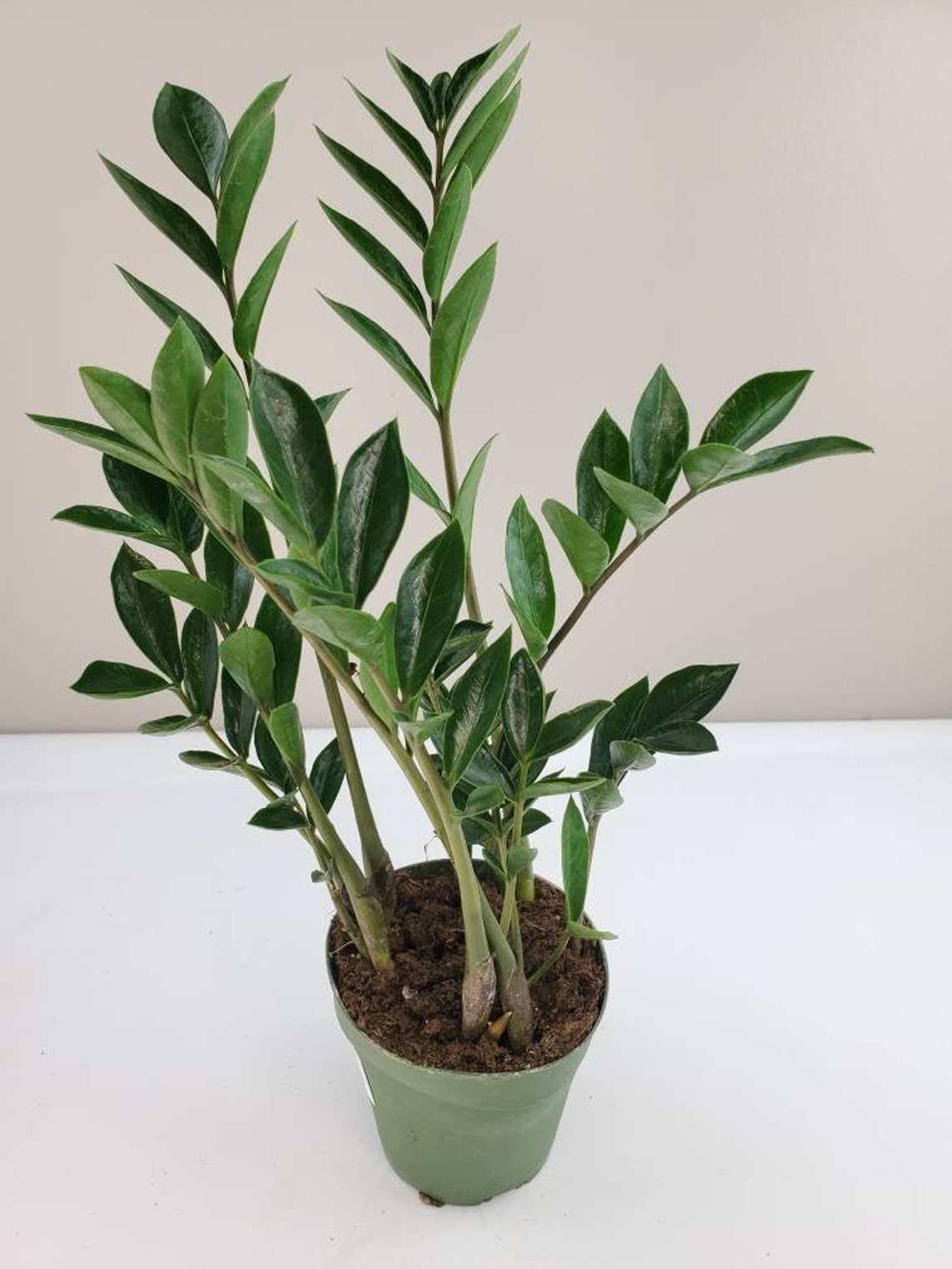 Dwarf ZZ Plant Zamioculcas zamiifolia 'Dwarf' Zee Etsy