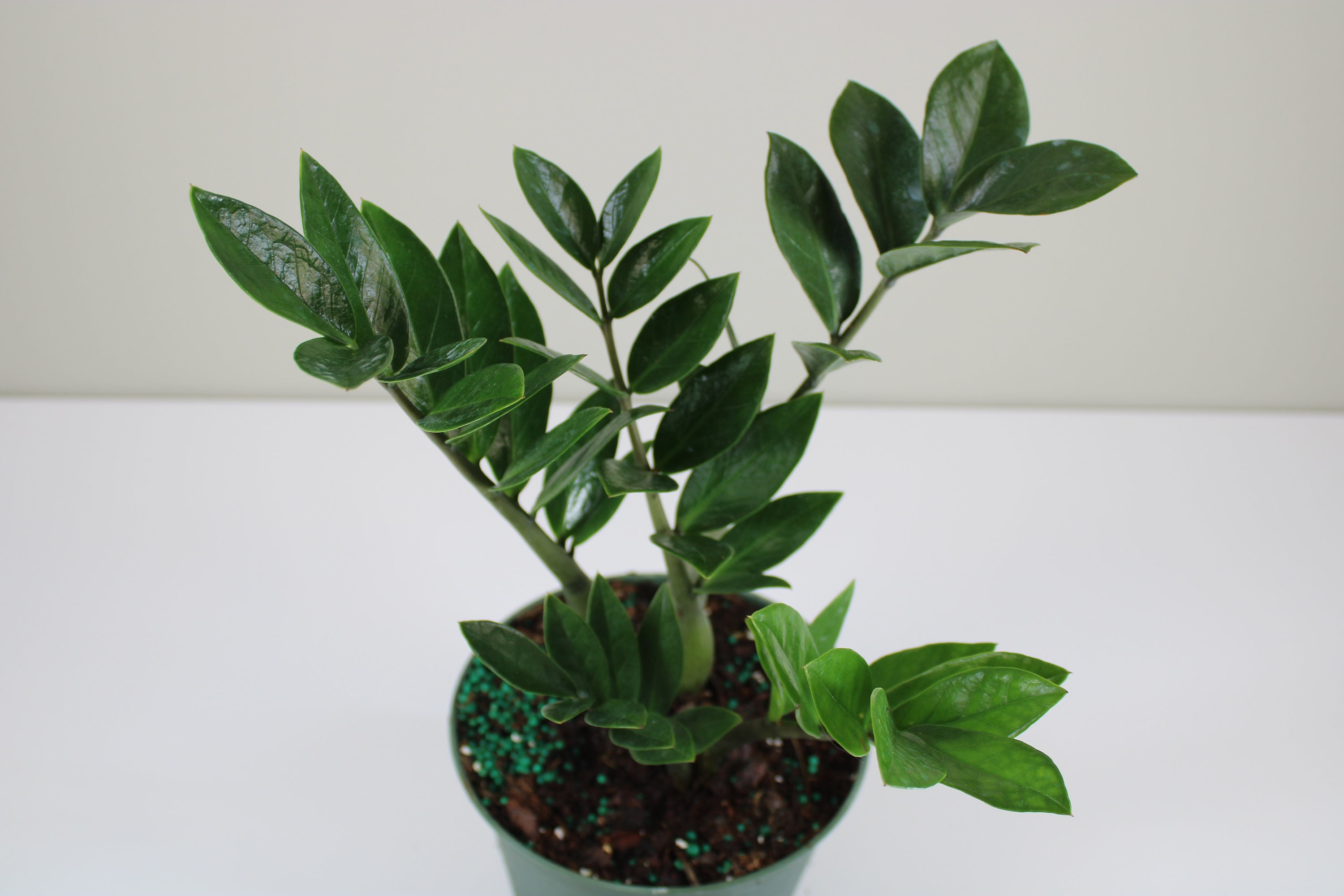 Zamioculcas zamiifolia ZZ Plant Zee Zee Plant ZiZi Plant Etsy