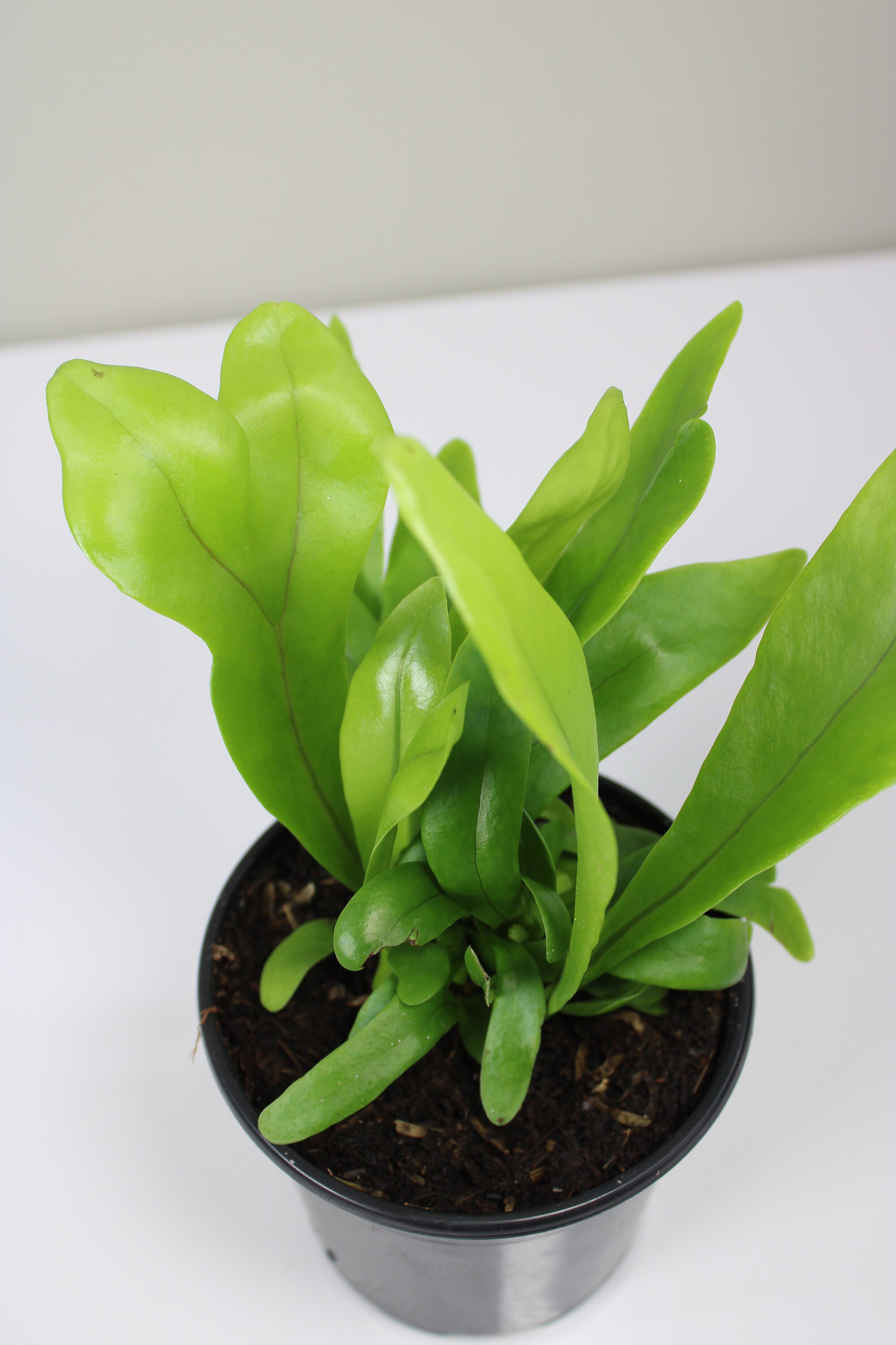 Green Flame Elkhorn Fern Microsorum 'Green Flame' Etsy