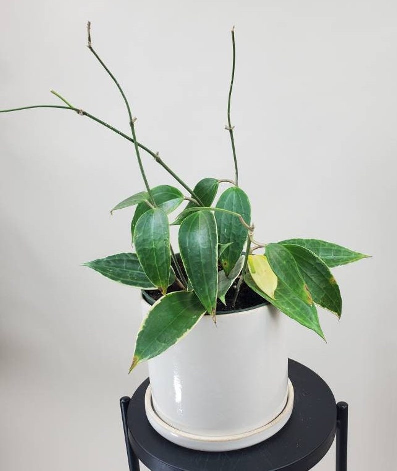 Hoya macrophylla albomarginata 'variegata', Rare Hoya Plant, Live Houseplant, Ships in 4 Pot or 6 Pot image 6