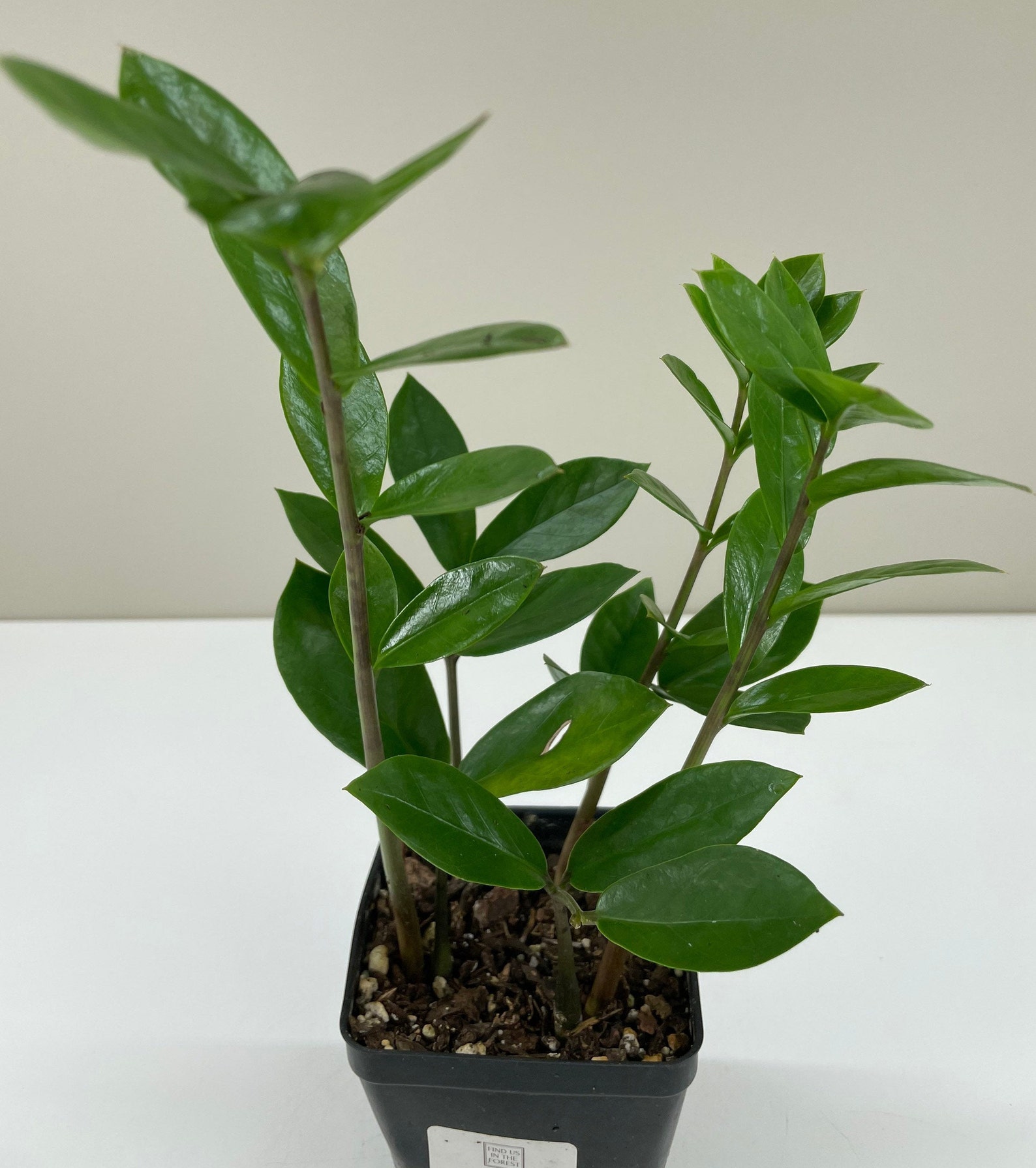 Zamioculcas zamiifolia ZZ Plant Zee Zee Plant ZiZi Plant Etsy