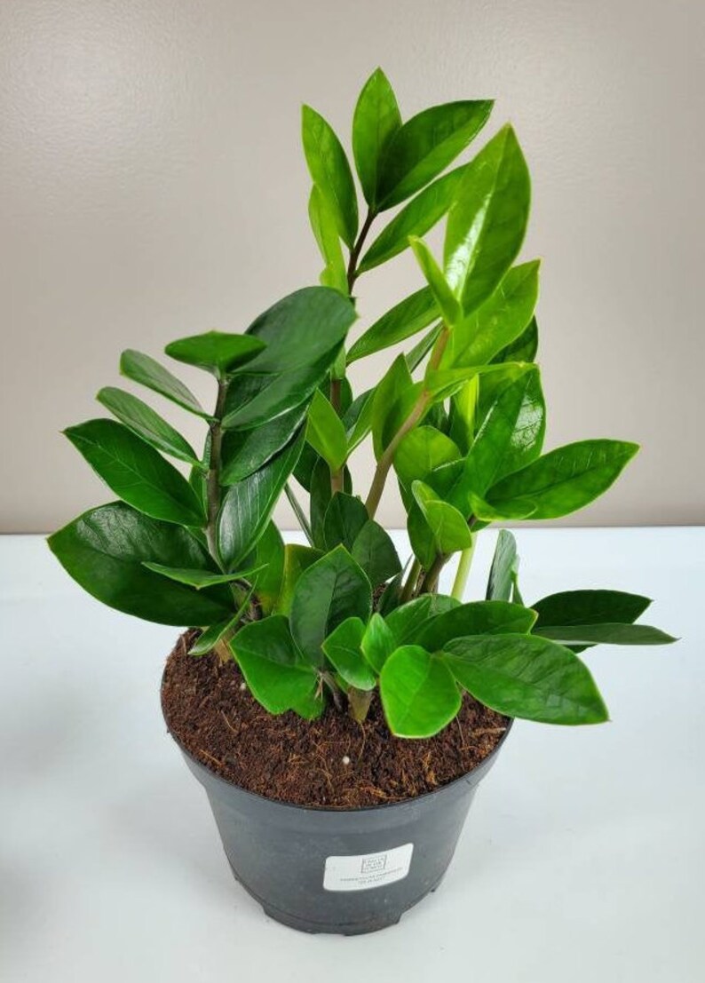 Zamioculcas zamiifolia ZZ Plant Zee Zee Plant ZiZi Plant Etsy