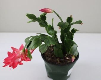 Holiday Cactus, Christmas Cactus, Thanksgiving Cactus, Live House Plant, Assorted Bloom Colors, Succulent, Plant Gift, Ships in 4" or 6" Pot