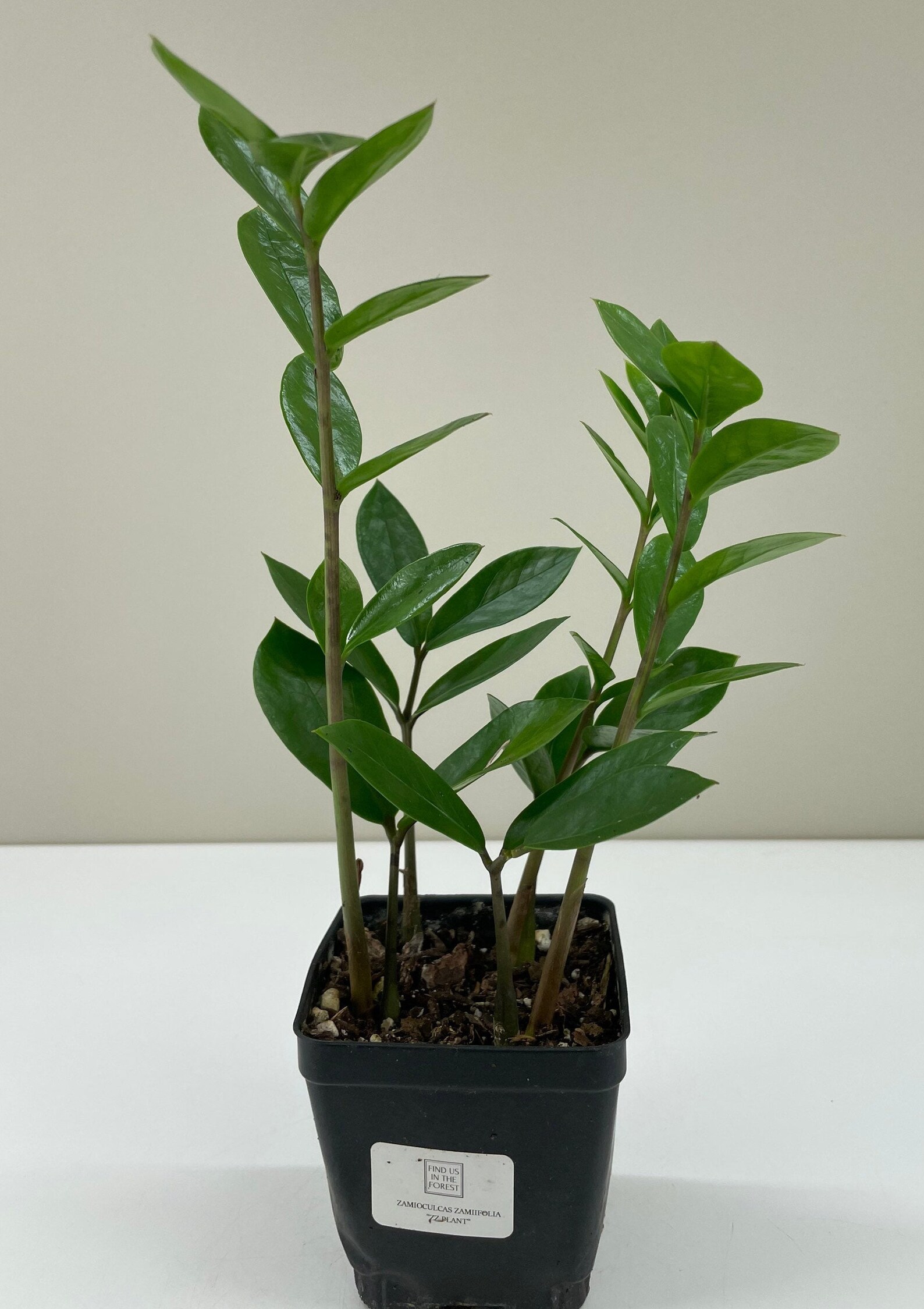 Zamioculcas zamiifolia ZZ Plant Zee Zee Plant ZiZi Plant Etsy