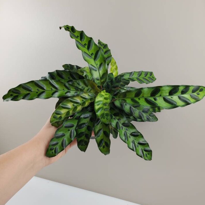Calathea lancifolia Rattlesnake Plant Prayer Plant Maranta