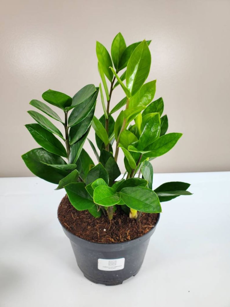 Zamioculcas zamiifolia ZZ Plant Zee Zee Plant ZiZi Plant