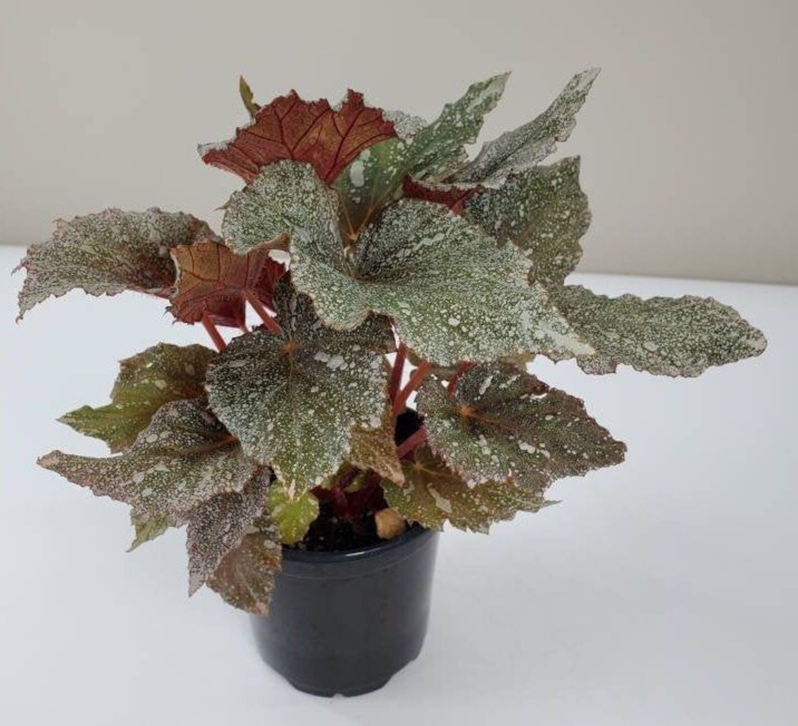 Begonia 'Shadow King Cool White Rex Begonia Plant Silver Etsy