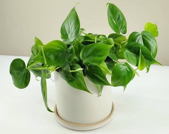 Philodendron hederaceum, Green Philodendron, Heart-Shaped Philodendron, Easy House Plant, Ships in 3", 4” or 6" Pot or as Cutting