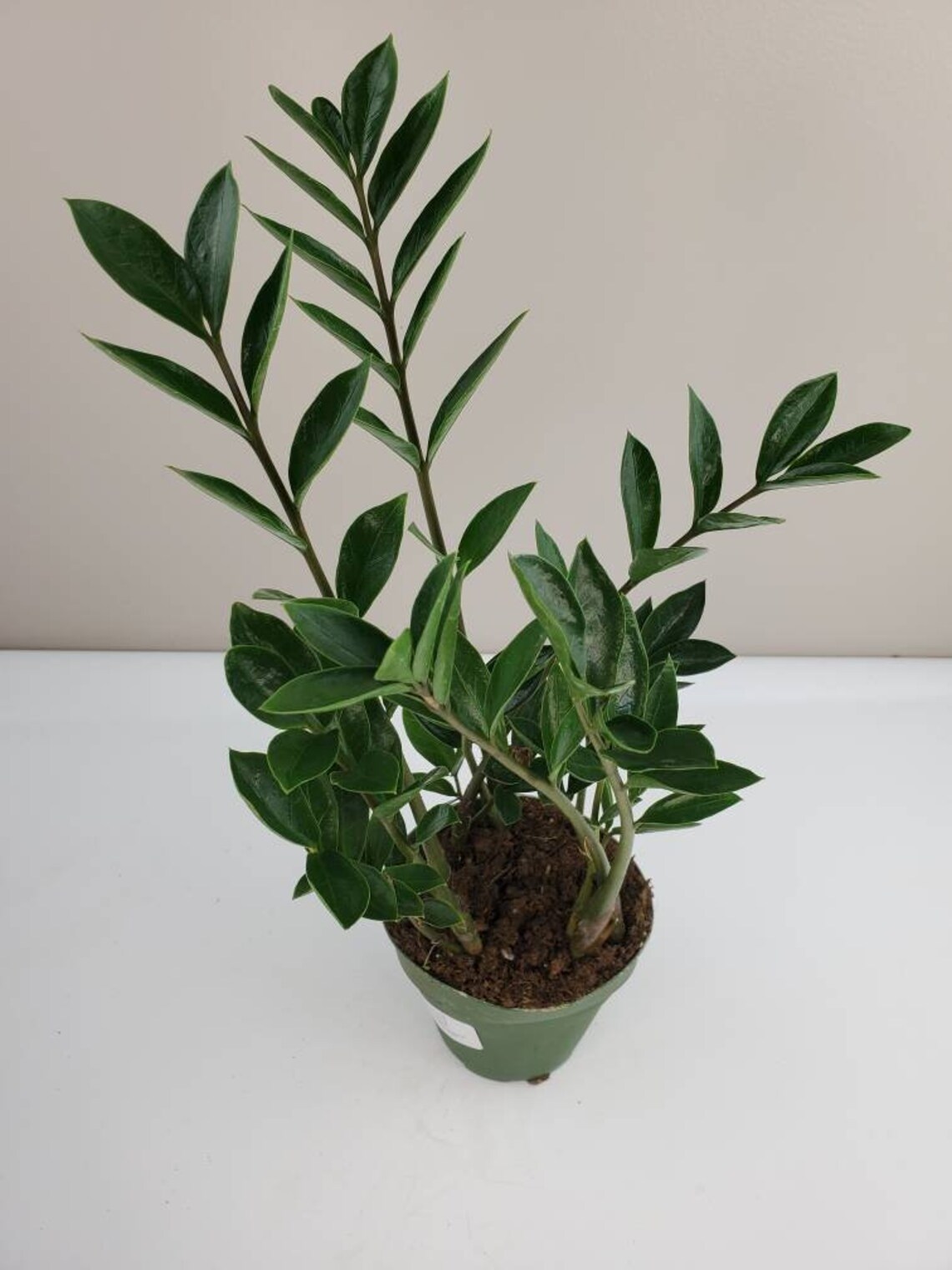 Dwarf ZZ Plant Zamioculcas zamiifolia 'Dwarf' Zee Etsy