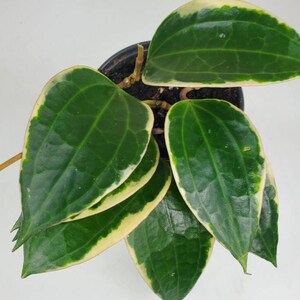 Hoya macrophylla albomarginata 'variegata', Rare Hoya Plant, Live Houseplant, Ships in 4 Pot or 6 Pot image 3