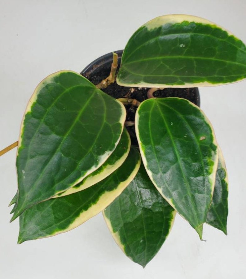 Hoya macrophylla albomarginata 'variegata', Rare Hoya Plant, Live Houseplant, Ships in 4 Pot or 6 Pot image 3
