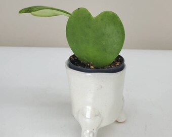 Hoya Kerrii Plant, Sweetheart Hoya, Heart Plant, Live House Plant, Ships in 2" Nursery Pot