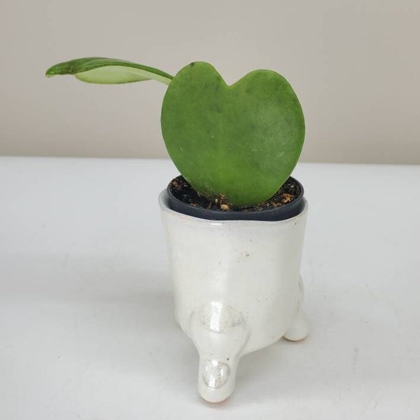 Hoya Kerrii Plant, Sweetheart Hoya, Heart Plant, Live House Plant, Expédié en pot de pépinière de 2 »