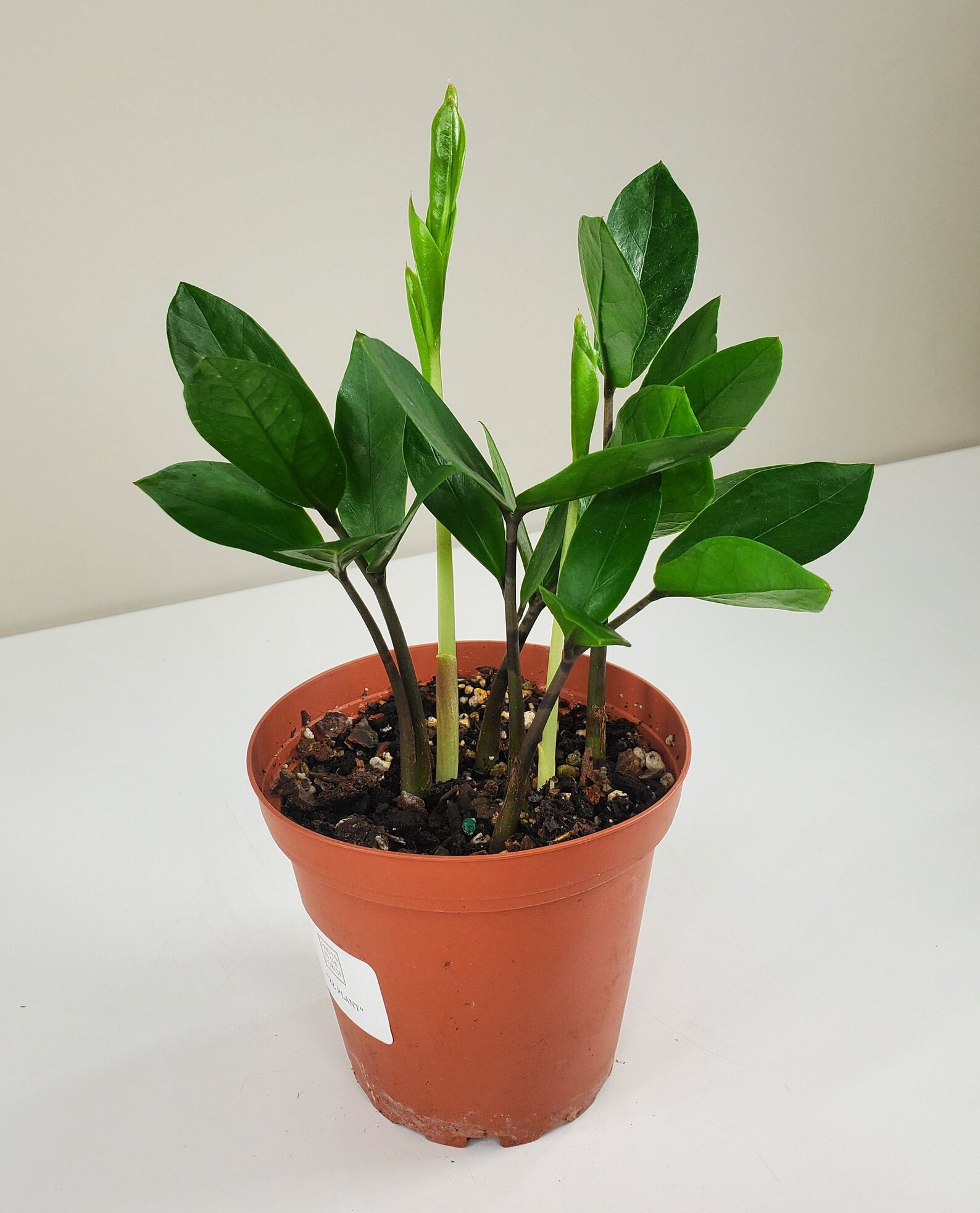 Zamioculcas zamiifolia ZZ Plant Zee Zee Plant ZiZi Plant Etsy