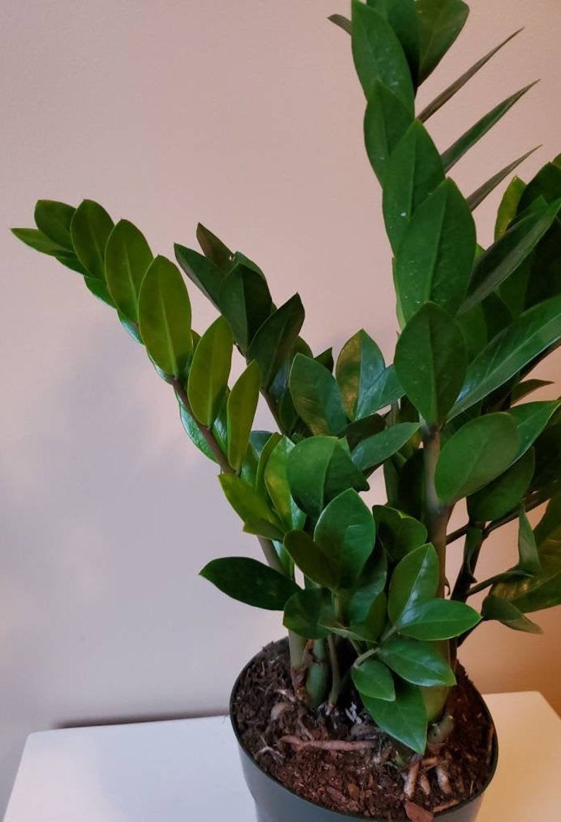 Zamioculcas zamiifolia ZZ Plant Zee Zee Plant ZiZi Plant