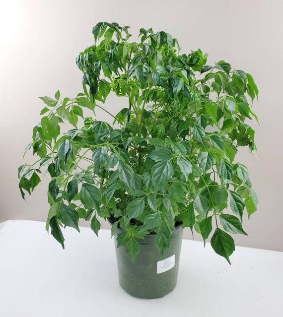 Home Garden Plant 50PCS Seeds Genuine Radermachera Sinica China Doll Emerald Tree Seeds Also for