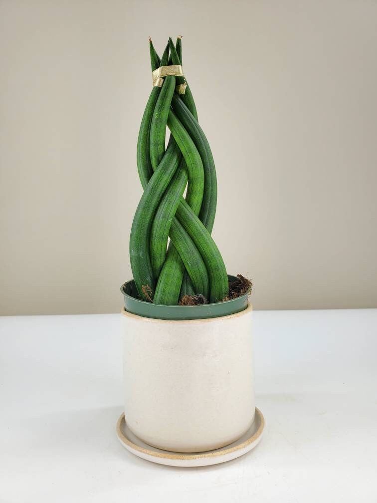 Braided Sansevieria Cylindrica Cylindrical Snake Plant Spear Etsy Singapore