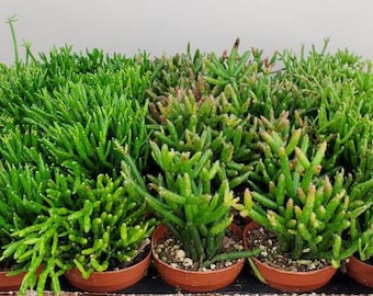2" Rhipsalis, Rhipsalis Succulent, Mini Rhipsalis Plant, Live House Plants, Succulent Plant Gift, Ships in 2" Pot