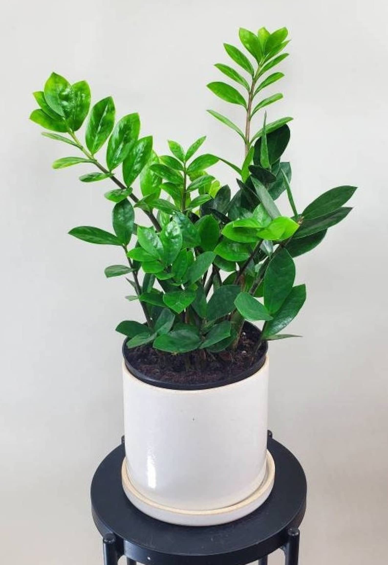 Zamioculcas Zamiifolia ZZ Plant Zee Zee Plant Zizi Plant Etsy