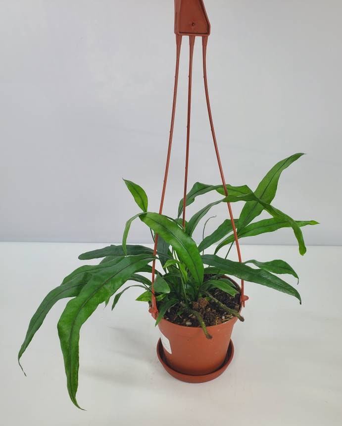 Kangaroo Fern, Microsorum pustulatum, Kangaroo Paw Fern, Live House P…