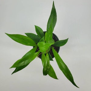Hoya pubicalyx, Hoya Splash, Variegated Wax Plant, Variegated Hoya, Live House Plant, Ships in 2, 4, or 6 Pot image 5